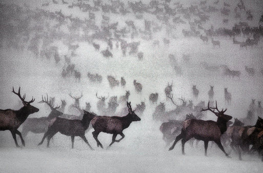 Alaskan Elk Herd in Snow Storm