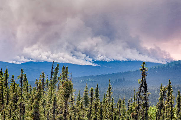 Alaskan forest fire stock photo