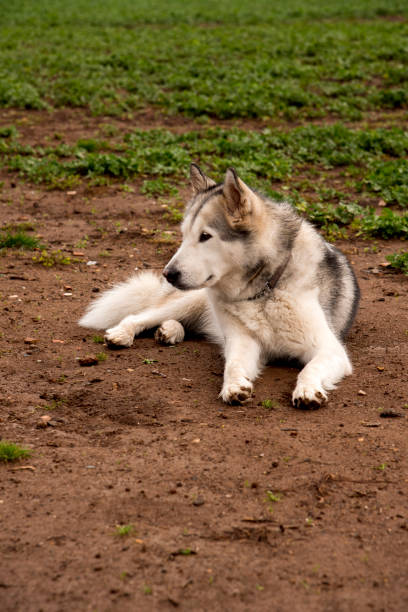 alaskan malamute dog, running happy at the park in Rome stock photo