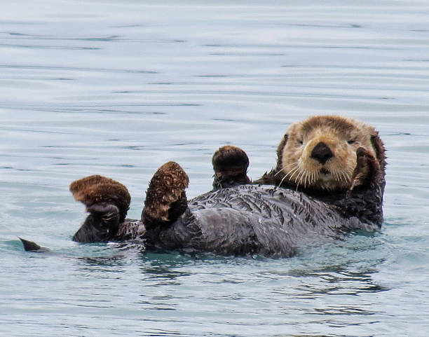 Alaskan Sea Otter An Alaskan Sea Otter floats on its back in a fiord, looking directly at the camera. otter photos stock pictures, royalty-free photos & images