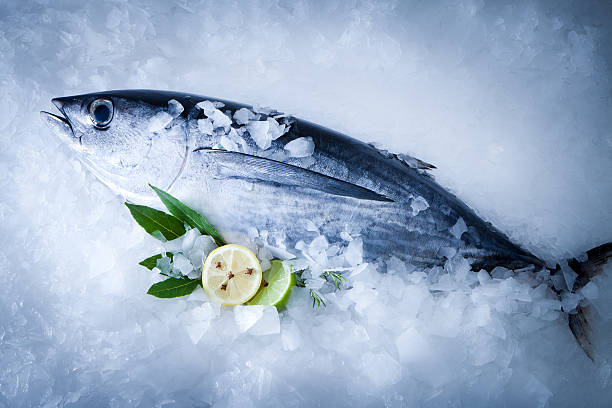 pesce albacore (tunnus alalunga - tonno frutto di mare foto e immagini stock