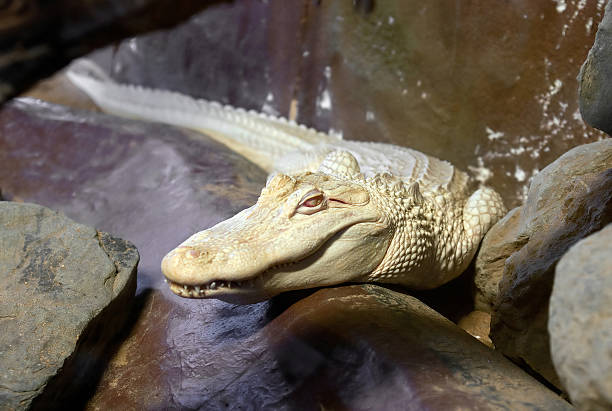 albino aligator stock photo