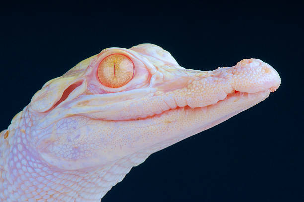 Albino alligator / Alligator mississippiensis stock photo