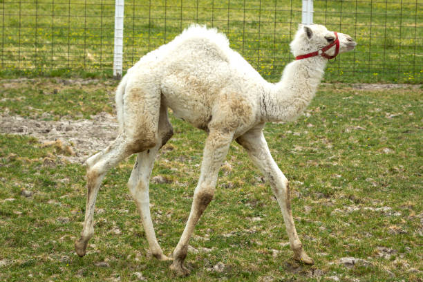 albino-camel-baby-walks-in-grass-picture-id821305566?k=6&m=821305566&s=612x612&w=0&h=sSN5muY8qSzLDAtLbFL8-YQBlof3IANw3wEcyvtJX7w=
