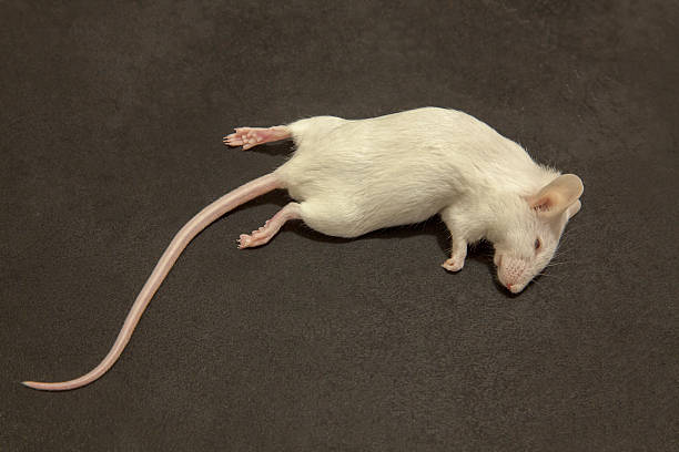 Ugly Rat Stock Photos, Pictures & Royalty-Free Images - iSto