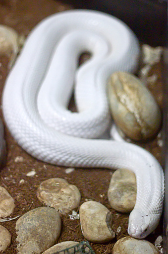 Albinos monocled cobra - Naja kaouthia (poisonous)