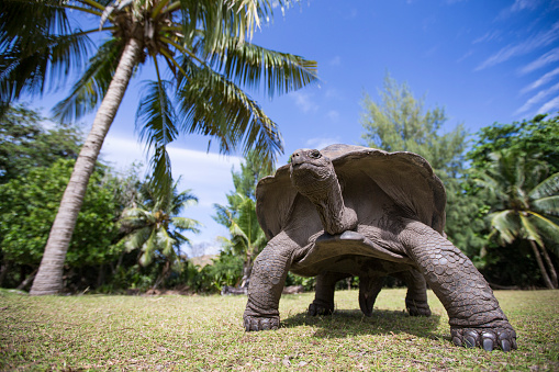 Aldabra Giant Tortoise at tropical island in Seychelles. Photo Katiekk2