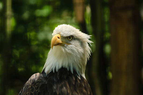 Alert Bald Eagle stock photo