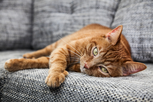 Orange cat lying on sofa being alert.