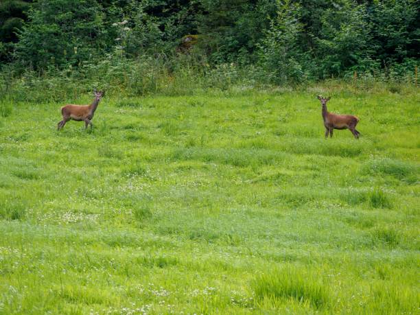 Alert pair of roe deers, capreolus capreolus wild in nature near Innerdalen valley, Norway stock photo