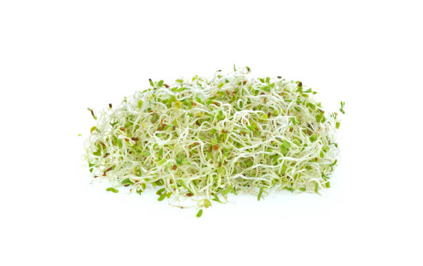 alfafa sprouts on white background stock photo