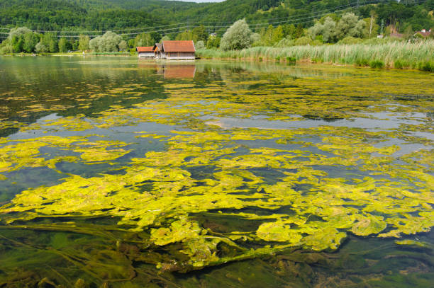 algae bloom and pollution in lake stock photo