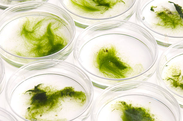 Algae in petri dishes for experiment stock photo
