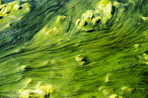 Above view of Algae in river Corrib, Wild Atlantic Way, Galway, Ireland. 