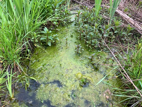 Algae and plants in wetlands