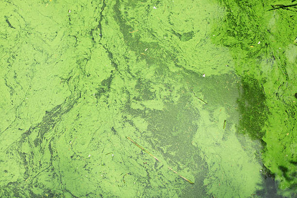 Algae Algae filled pond in Stanley Park, Vancouver, Canada green algae stock pictures, royalty-free photos & images