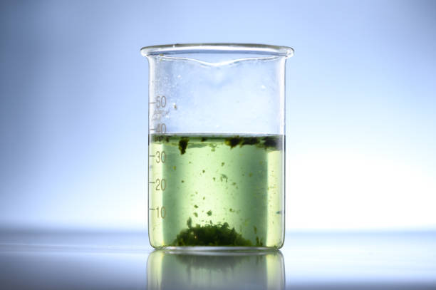 Algae seaweed in science experiments, laboratory research Algae seaweed in science experiments, laboratory research green algae stock pictures, royalty-free photos & images
