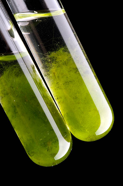 Algae Test Tube stock photo