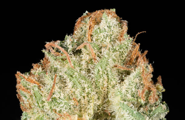 Alien Dawg Cannabis Bud closeup stock photo