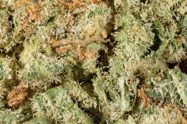 Alien Dawg Cannabis Bud macro stock photo