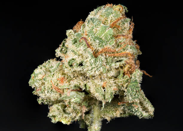 Alien Dawg Cannabis Bud macro stock photo