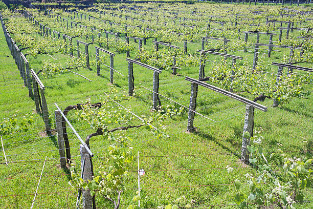 Aligned vine culture strains stock photo