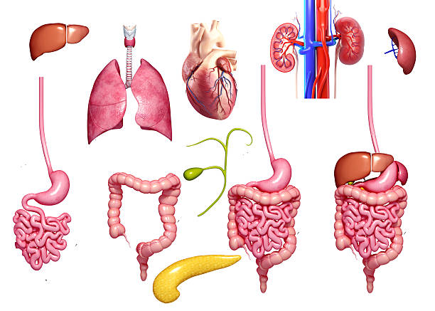 Best Human Small Intestine Stock Photos, Pictures ...