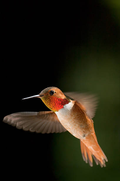 A allens hummingbird in flight stock photo