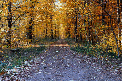 pedestrian alley with a bench in the autumn forest in the golden autumn season