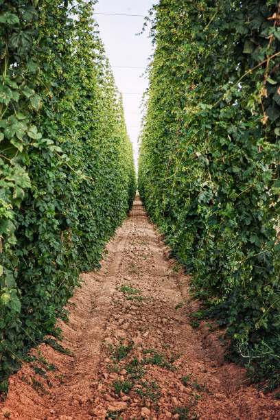 Alley in the hop garden. Hops growing. Green plants with unripe hops. Beer production. stock photo