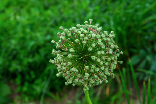 Alliaceae onion flower in the garden farm stock photo
