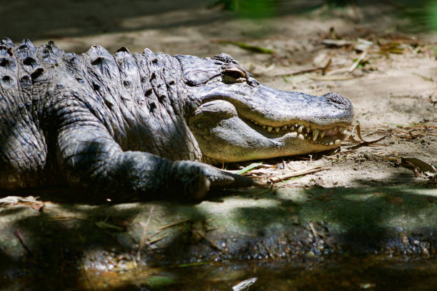 Alligator at the zoo stock photo