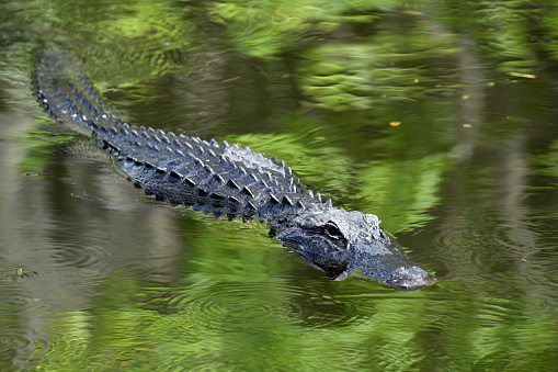 Alligator swimming, Everglades National Park, Florida, USA.