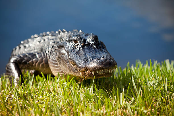 Alligator in the swamp stock photo