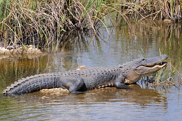 alligator mississippiensis, everglades national park, florida - aligator bildbanksfoton och bilder