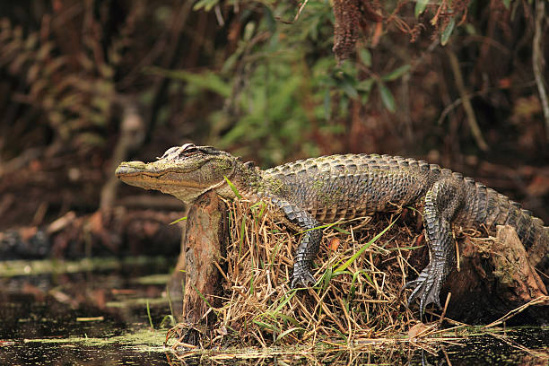 alligator on tree stump - okefenokee swamp, georgia - bald cypress tree stockfoto's en -beelden