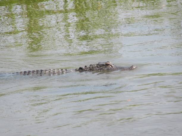 Alligator Swimming in Swamp stock photo