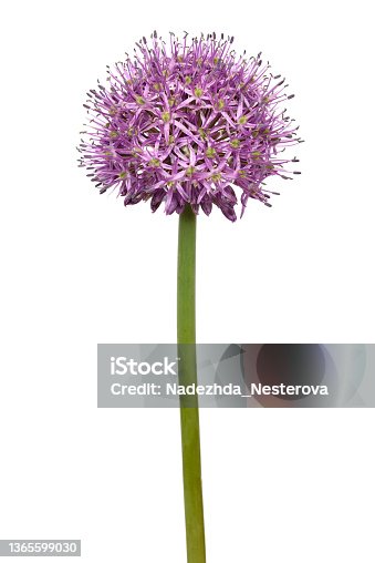 istock Allium flower isolated 1365599030