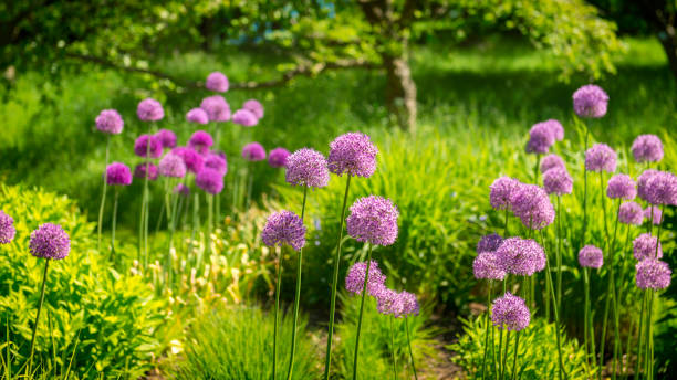 Allium flowers panorama in springtime stock photo