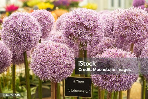 istock Allium 'Globemaster' in London, England 1346763734