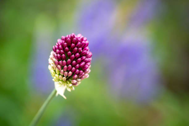 Allium Sphaerocephalon flower close-up stock photo