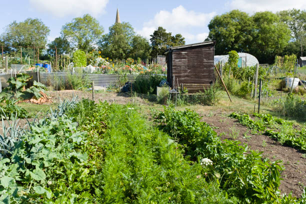 Allotments, community gardens Growing vegetables in allotments, community gardens in England, UK community garden stock pictures, royalty-free photos & images