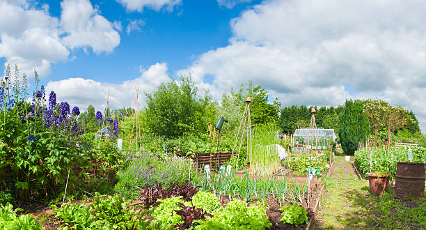 allotments in full bloom.  community garden stock pictures, royalty-free photos & images
