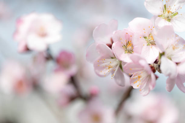 Almond Blossom in Japan stock photo