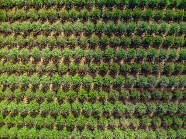 amandel grove in noord-californië - boomgaard stockfoto's en -beelden