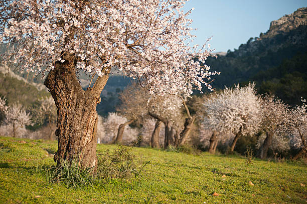 Almond grove in the spring time stock photo