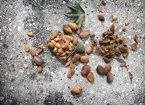 Almond nuts stock photo
