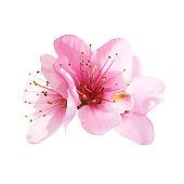 istock Almond pink flowers isolated on white 614980394