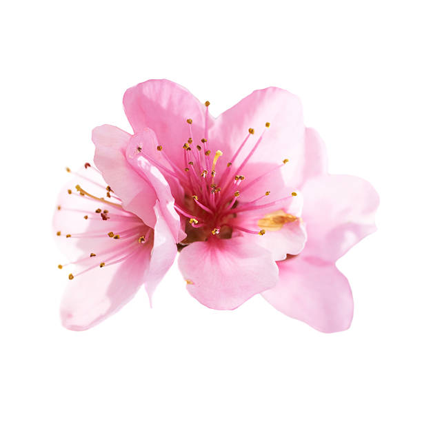 almond pink flowers isolated on white - bloesem stockfoto's en -beelden