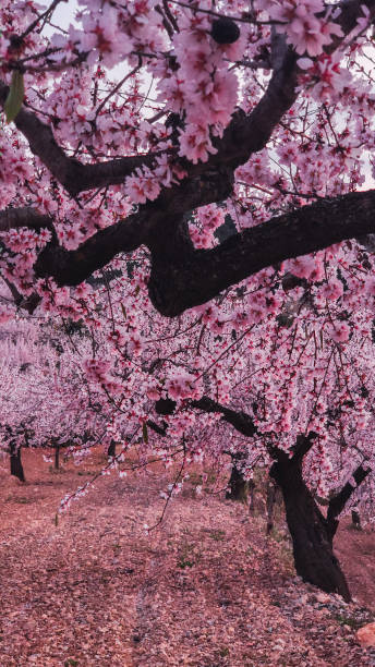 Almond tree field full of pink flowers. Pink almond blossoms stock photo